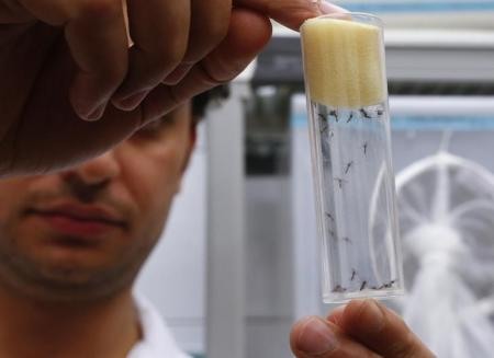 Cientista mostra mosquitos Aedes aegypti dentro de laboratório da Agência Internacional de Energia Atômica (AIEA) em Seibersdorf, na Áustria. 10/02/2016 REUTERS/Leonhard Foeger